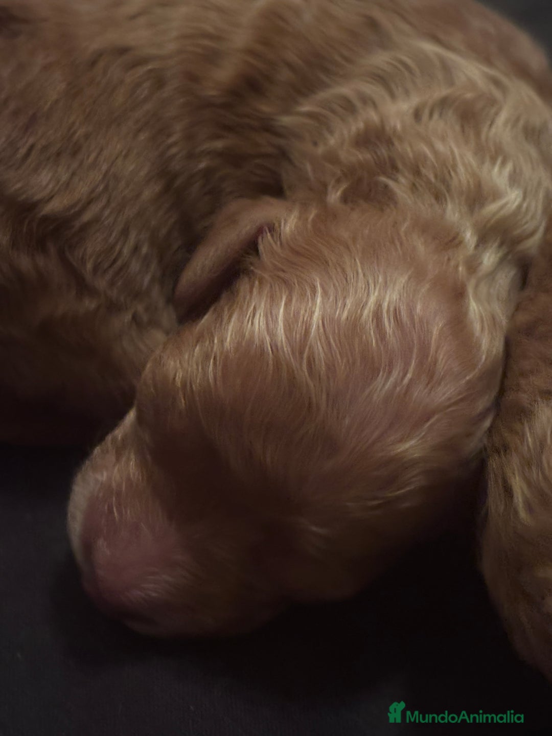 Caniche Toy perros en venta: Caniches toy - Imagen 6