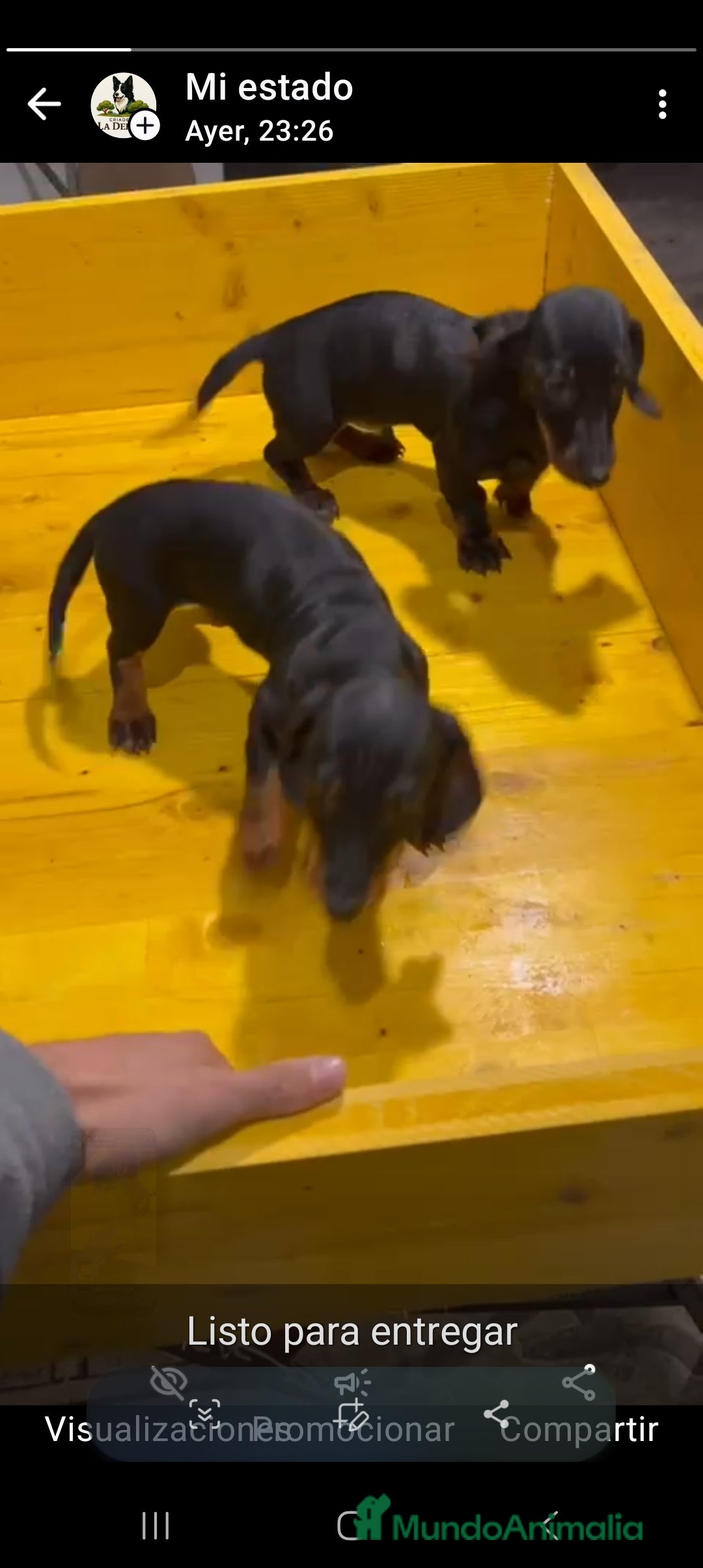 Teckel perros en venta: Excelentes cachorros  - Anuncio 2