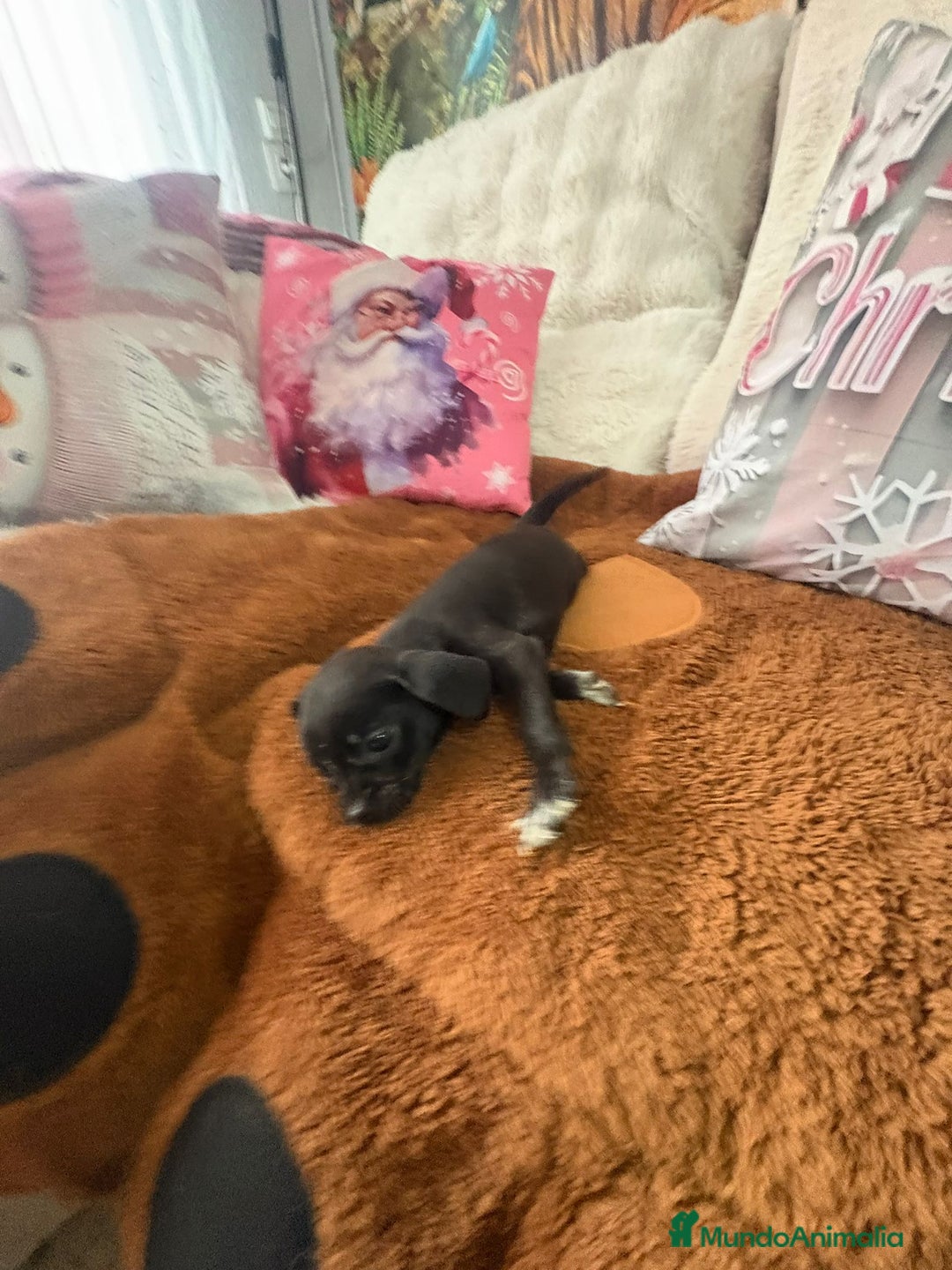 Chihuahua perros en venta: Chihuahua mini toy  - Anuncio 3