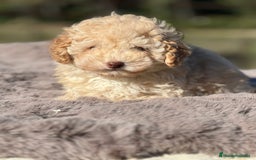 Maltipoo perros en venta: Maltipoo f2  - Imagen 6