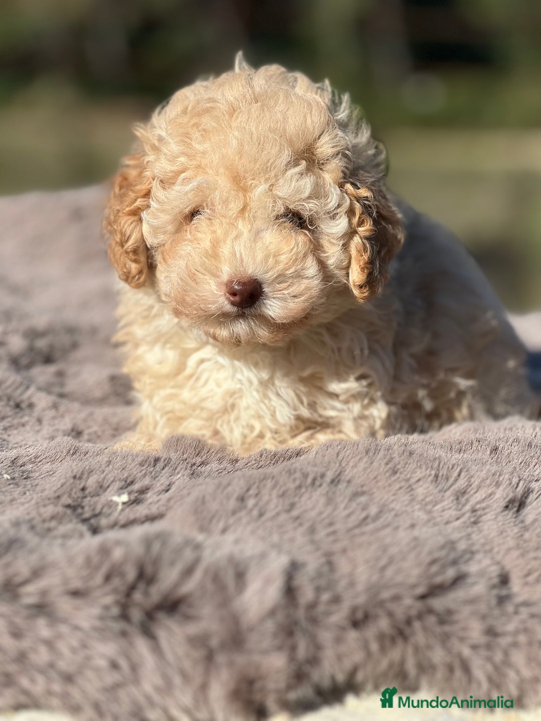 Maltipoo perros en venta: Maltipoo f2  - Imagen 6