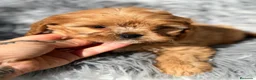 Cavapoo perros en venta: CAVAPOO DISPONIBLES DIVINOS - Anuncio 3