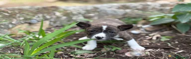 Basenji Macho Atigrado