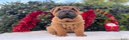 Shar Pei perros en venta: SHAR PEI BEBES en Málaga - Anuncio 1