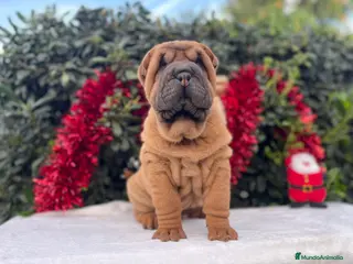 Shar Pei perros SHAR PEI BEBES en Málaga - Anuncio 33