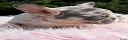 Bulldog Francés perros en venta: BULLDOG FRANCÉS MERLÉ HEMBRA - Anuncio 2