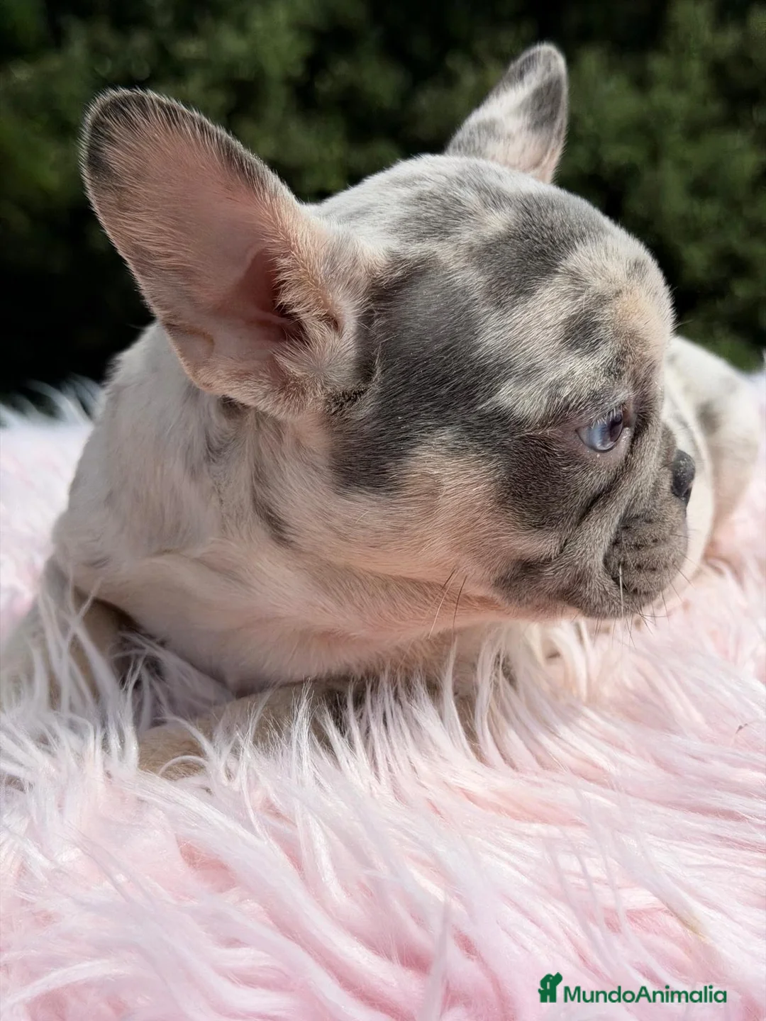 Bulldog Francés perros en venta: BULLDOG FRANCÉS MERLÉ HEMBRA - Anuncio 2