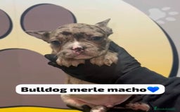 Bulldog Francés perros en venta: 🐾 Cachorritos de Bulldog francés adorables 🐾 - Imagen 1