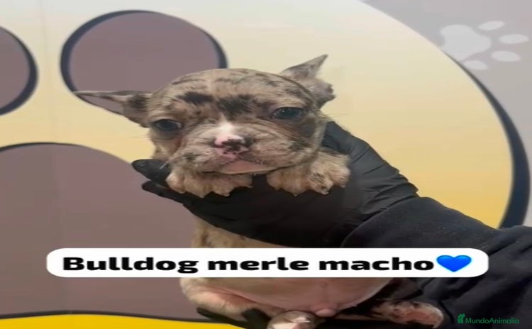 Bulldog Francés perros - Anuncio 1