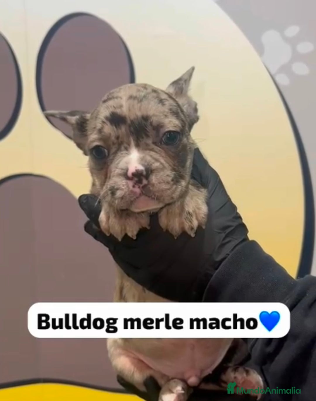 Bulldog Francés perros en venta: 🐾 Cachorritos de Bulldog francés adorables 🐾 - Imagen 1