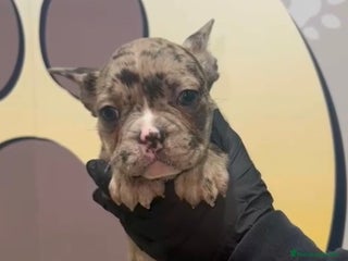 Bulldog Francés perros - Anuncio 14