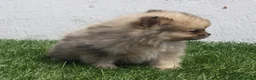 Pomerania perros en venta: Pomerania  - Anuncio 12