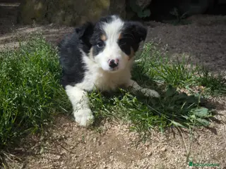 Border Collie perros Cachorros border collie 2 meses - Anuncio 3