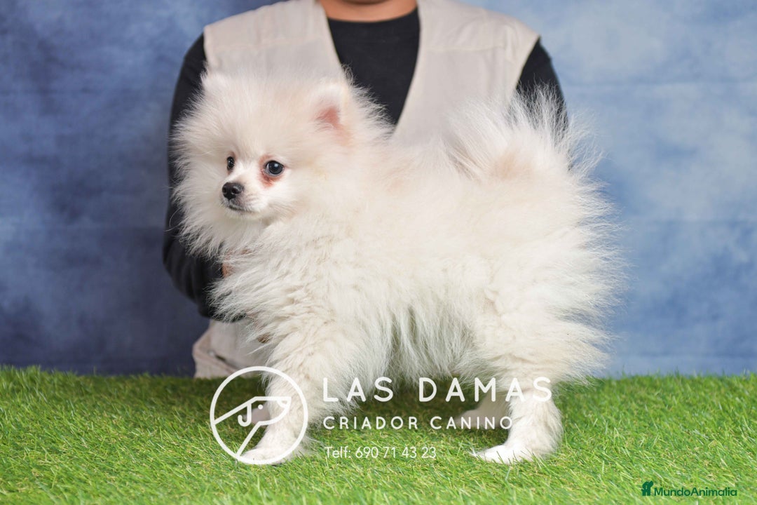 Pomerania perros en venta: Pomeranias disponibles - Anuncio 4