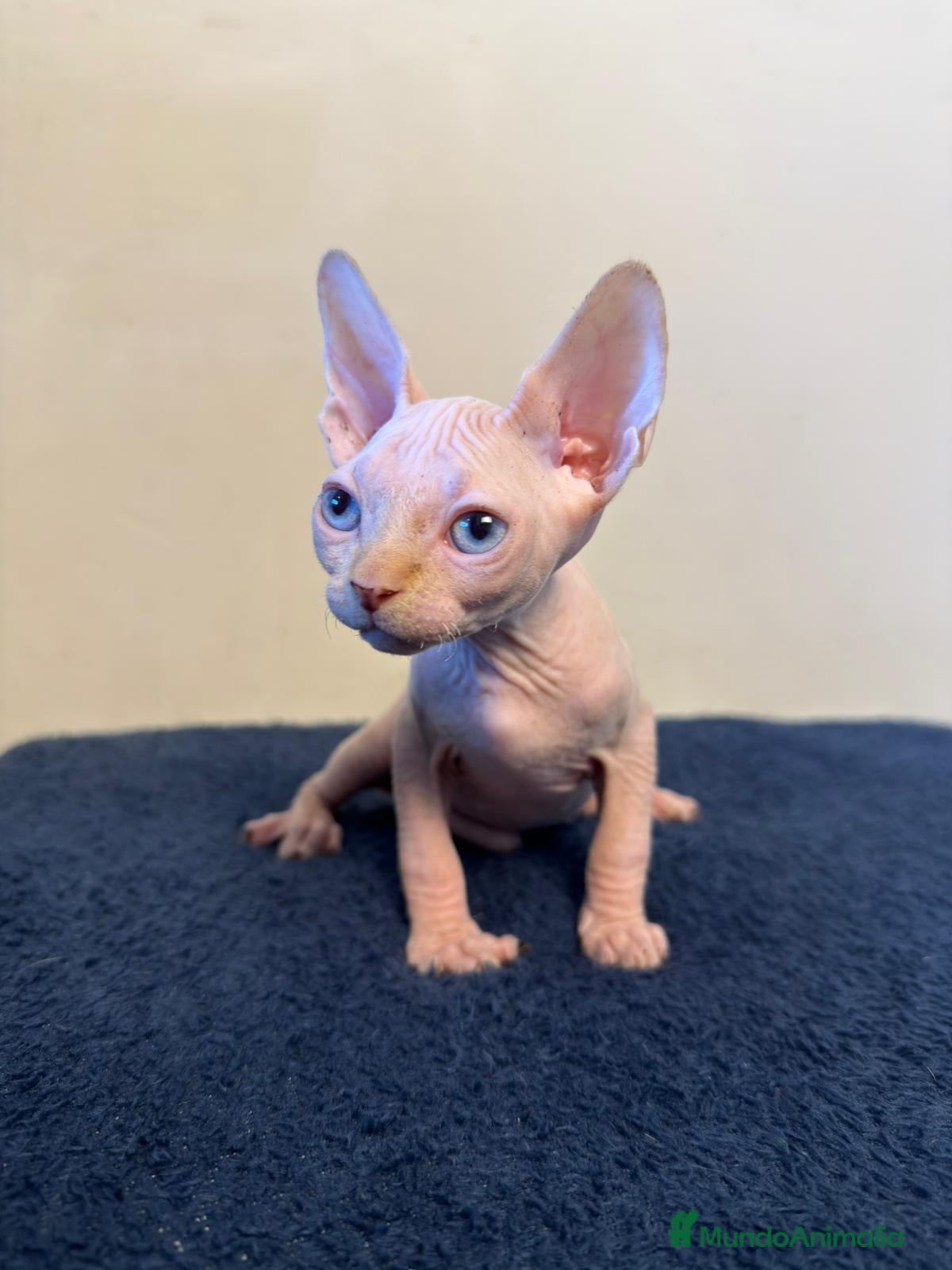 Sphynx gatos Precioso machito ojos azules  - Anuncio 2