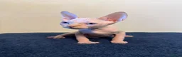 Sphynx gatos en venta: Precioso machito ojos azules  - Anuncio 4