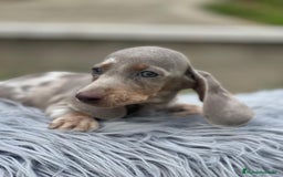 Teckel Miniatura perros en venta: CAMADA TECKEL MINIATURA ISABELLA - Imagen 1