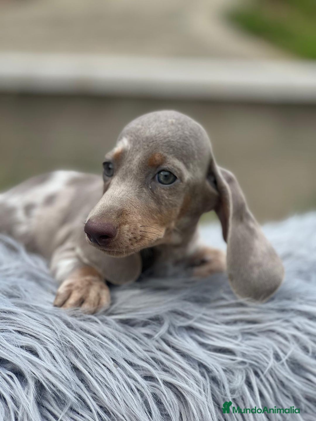 Teckel Miniatura perros en venta: CAMADA TECKEL MINIATURA ISABELLA - Imagen 1