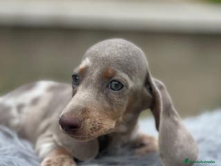 Teckel Miniatura perros CAMADA TECKEL MINIATURA ISABELLA - Anuncio 25