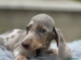 Teckel Miniatura perros CAMADA TECKEL MINIATURA ISABELLA - Anuncio 21