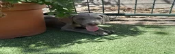 Weimaraner perros en venta: BRACO DE WEIMAR - Anuncio 23