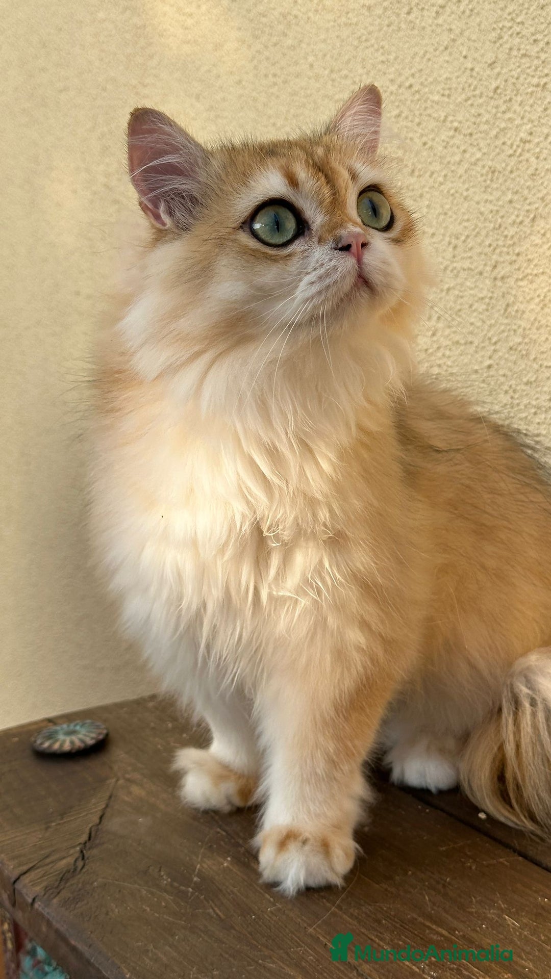 Británico de Pelo Largo gatos en venta: Precioso gatito Británico  - Imagen 4