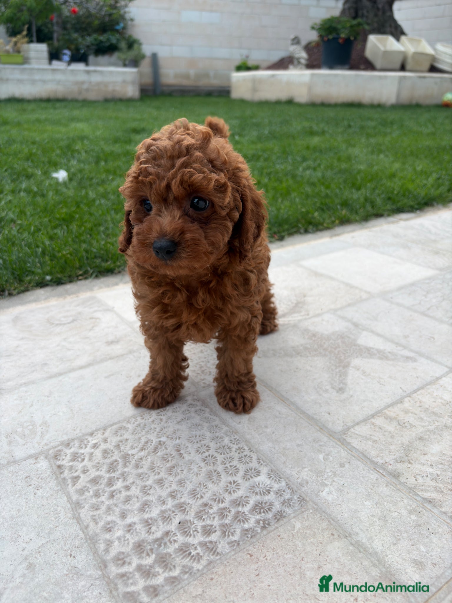 Caniche Toy perros Caniche toy - Anuncio 1