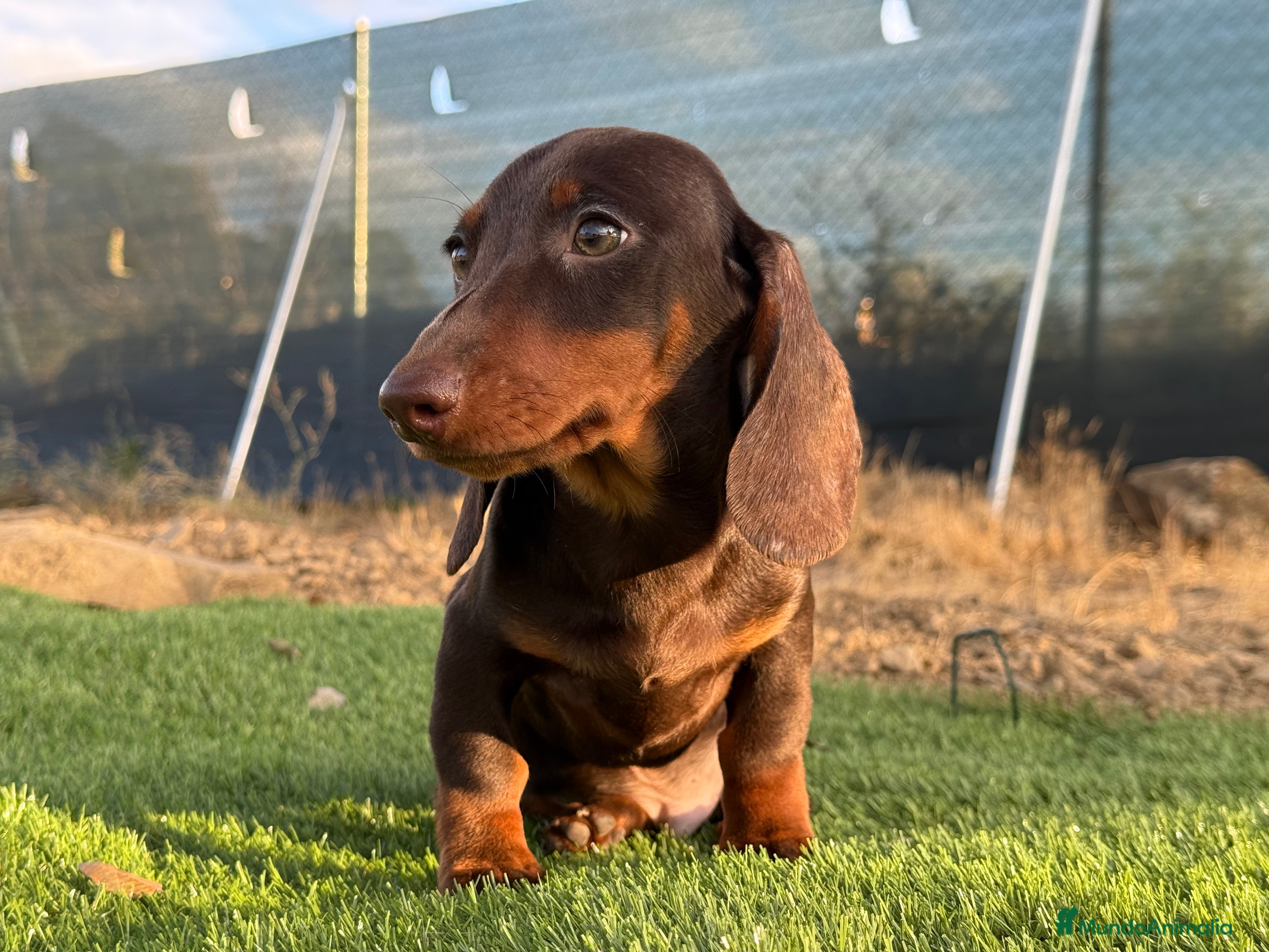 Teckel Miniatura perros Teckel pelo corto  - Anuncio 2