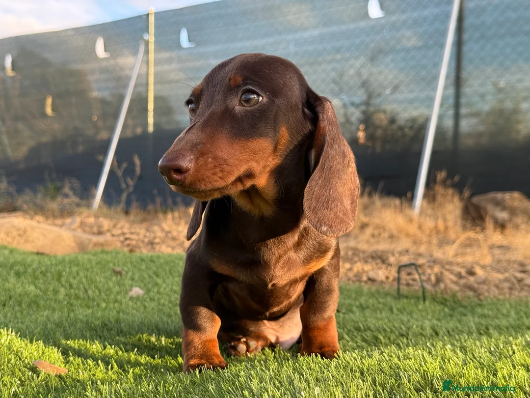 Teckel Miniatura perros en venta: Teckel pelo corto  - Anuncio 2