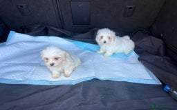 Bichón Maltés perros en venta: Bichon maltés toy  - Imagen 6