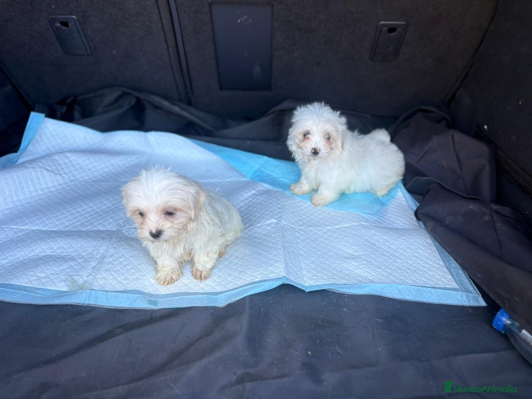 Bichón Maltés perros en venta: Bichon maltés toy  - Imagen 6