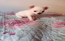 Chihuahua perros en venta: Chihuahua toy en Valencia  - Imagen 6