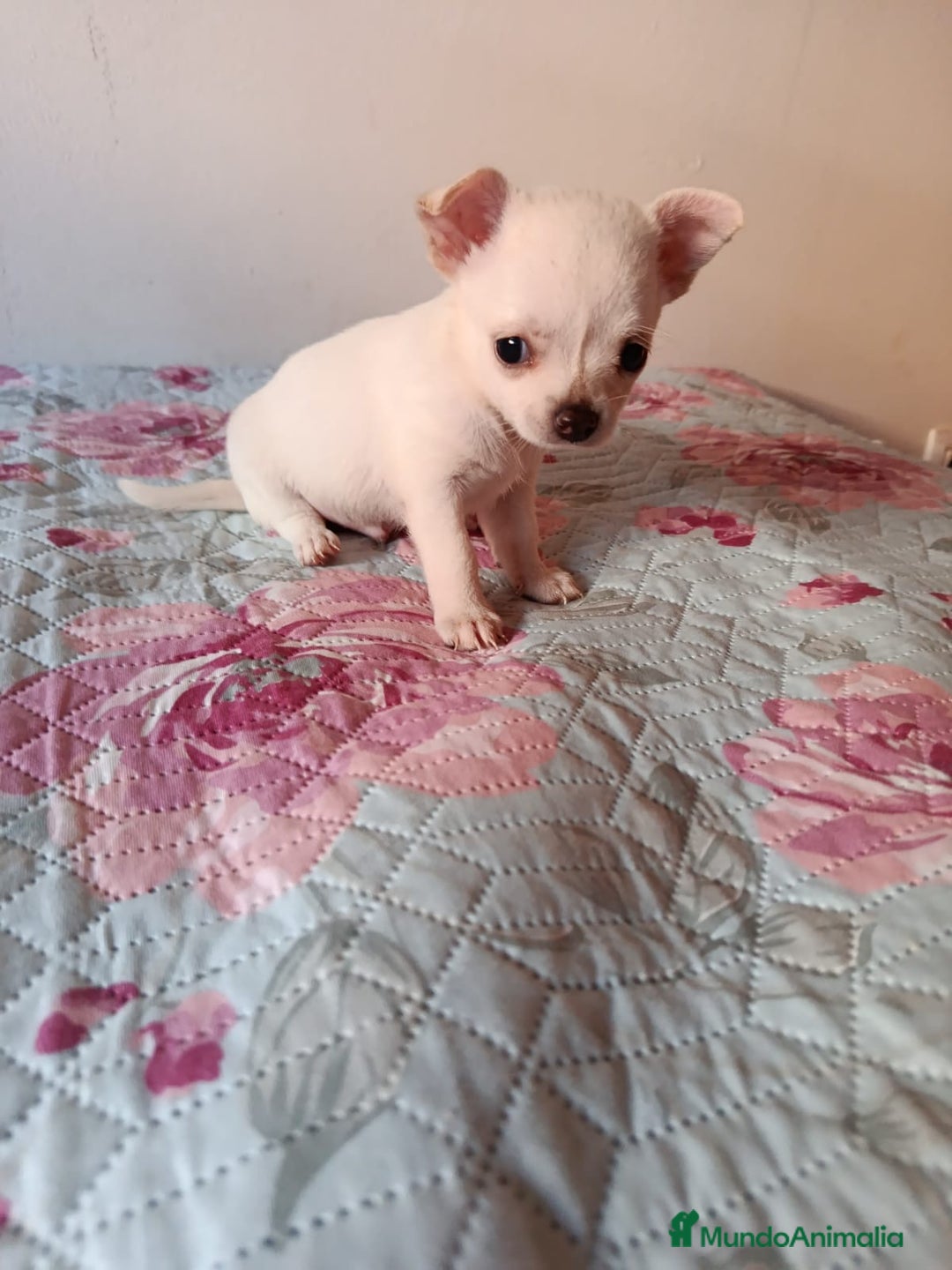 Chihuahua perros en venta: Chihuahua toy en Valencia  - Imagen 6