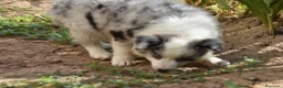 Border Collie perros en venta: Cachorros de Border Collie disponibles - Anuncio 16