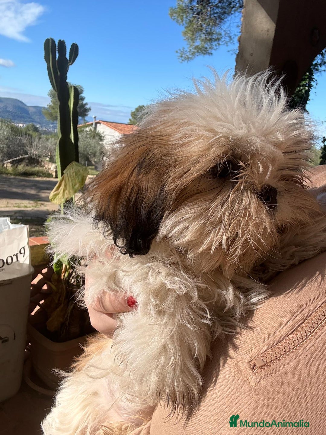 Shih Tzu perros en venta: Machitos de shihtzu  - Anuncio 6