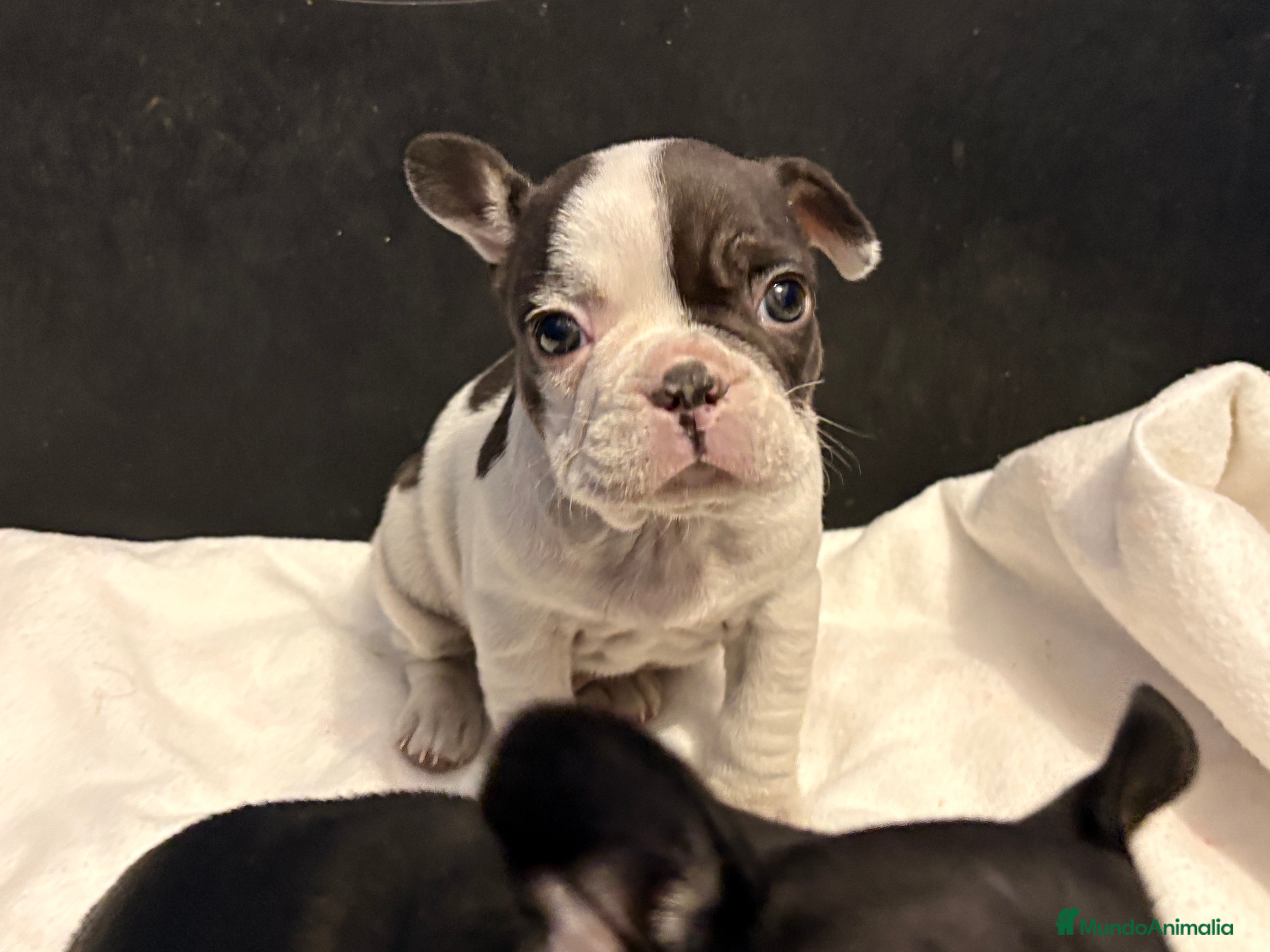 Bulldog Francés perros Bulldog francés  - Anuncio 2