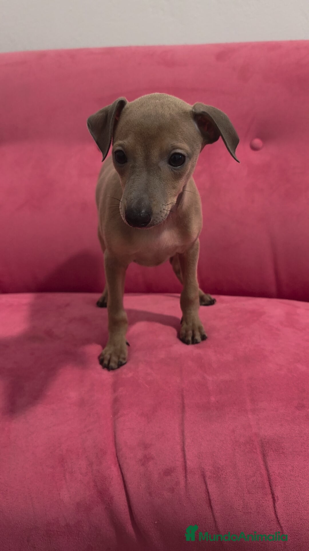 Pequeño Lebrel Italiano perros Galgo Italiano - Piccolo - Pequeño Lebrel Italiano - Anuncio 2