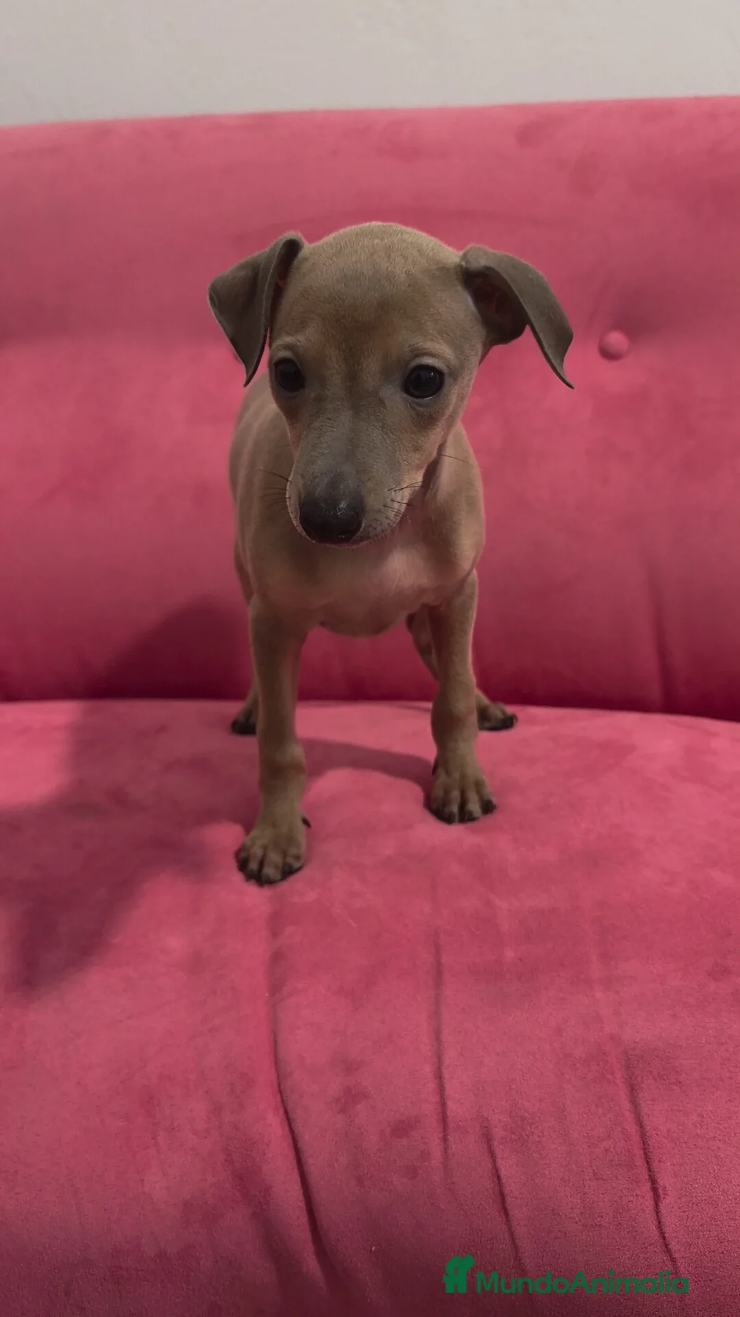 Pequeño Lebrel Italiano perros en venta: Galgo Italiano - Piccolo - Pequeño Lebrel Italiano - Anuncio 1