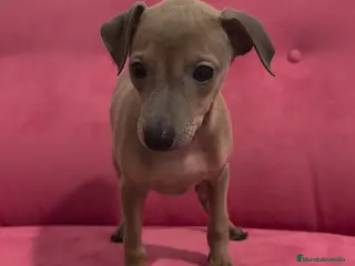 Pequeño Lebrel Italiano perros Galgo Italiano - Piccolo - Pequeño Lebrel Italiano - Anuncio 2