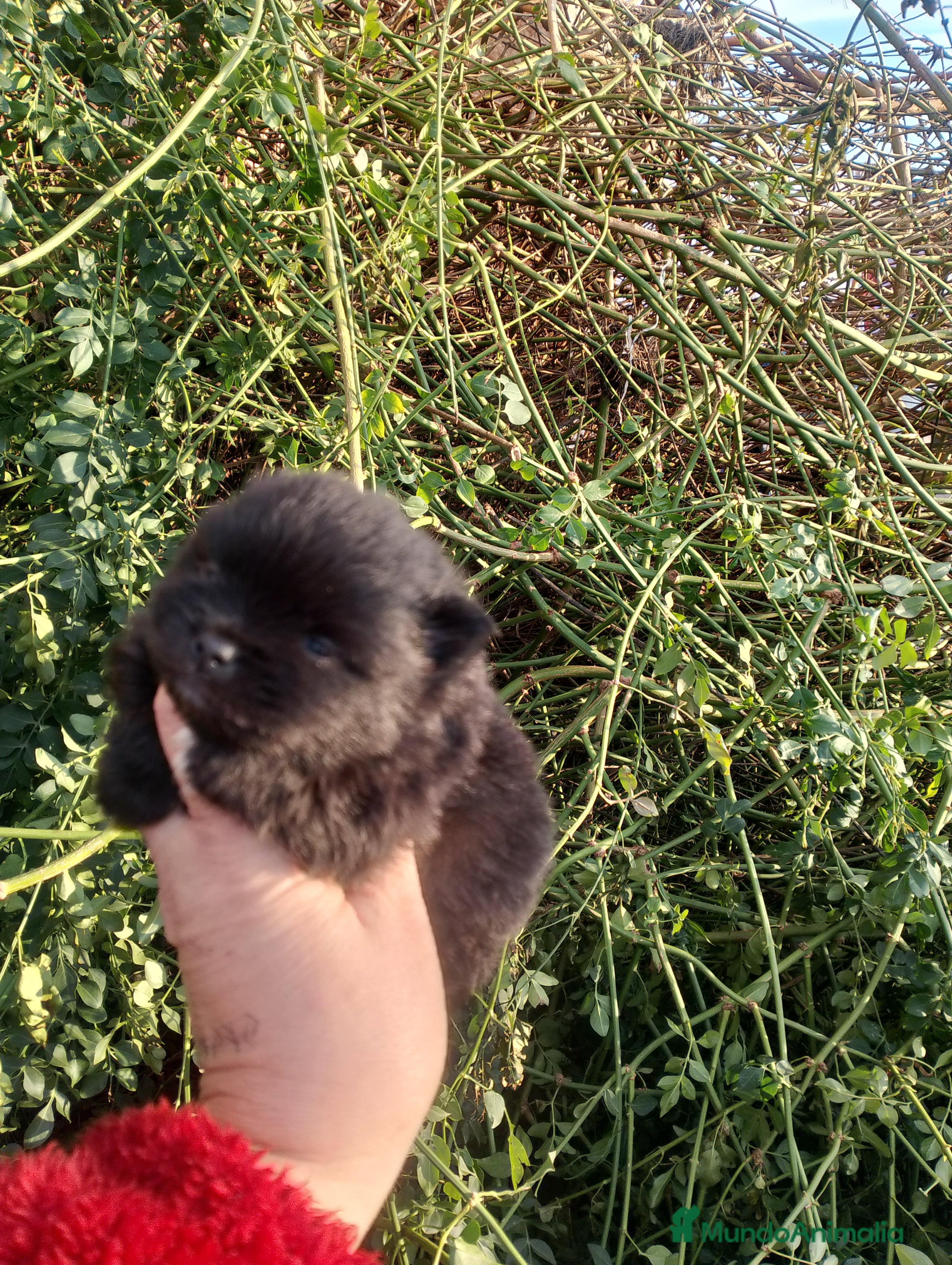 Pomerania perros Pomerania con pomchi  chocolote y uno negro  - Anuncio 8