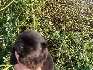 Pomerania perros Pomerania con pomchi chocolote y uno negro - Anuncio 8