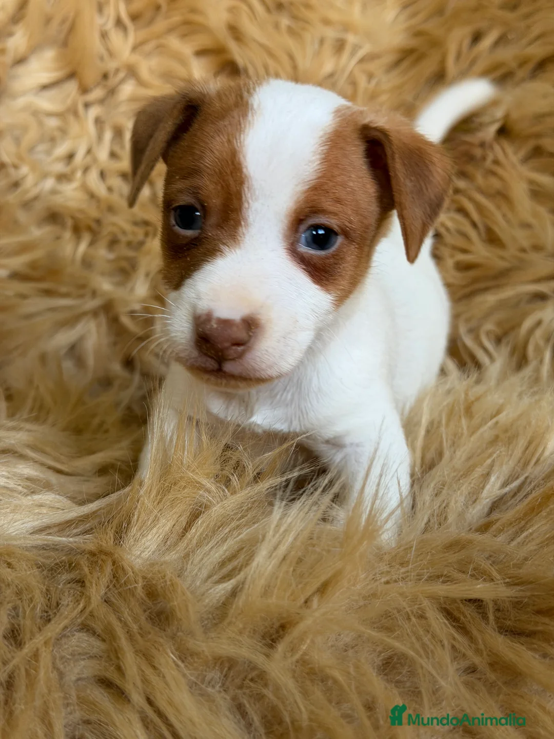Jack Russell Terrier perros en venta: Jack Russell bicolor  - Anuncio 5