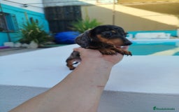 Teckel Miniatura perros en venta: Teckel mini  - Imagen 1