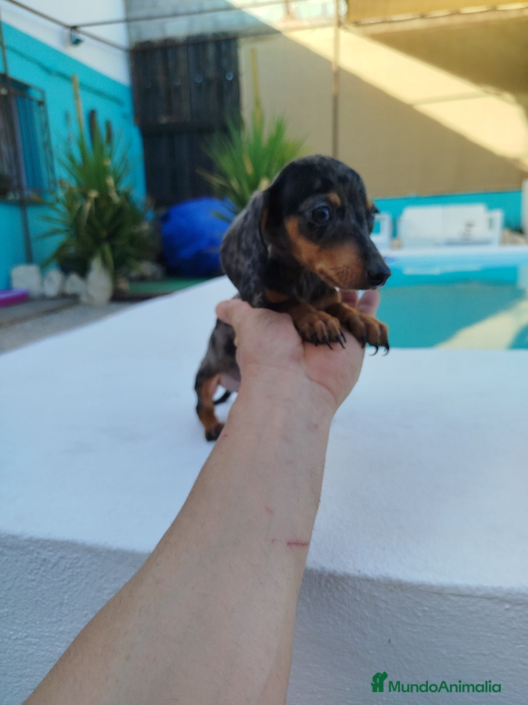 Teckel Miniatura perros en venta: Teckel mini  - Imagen 1