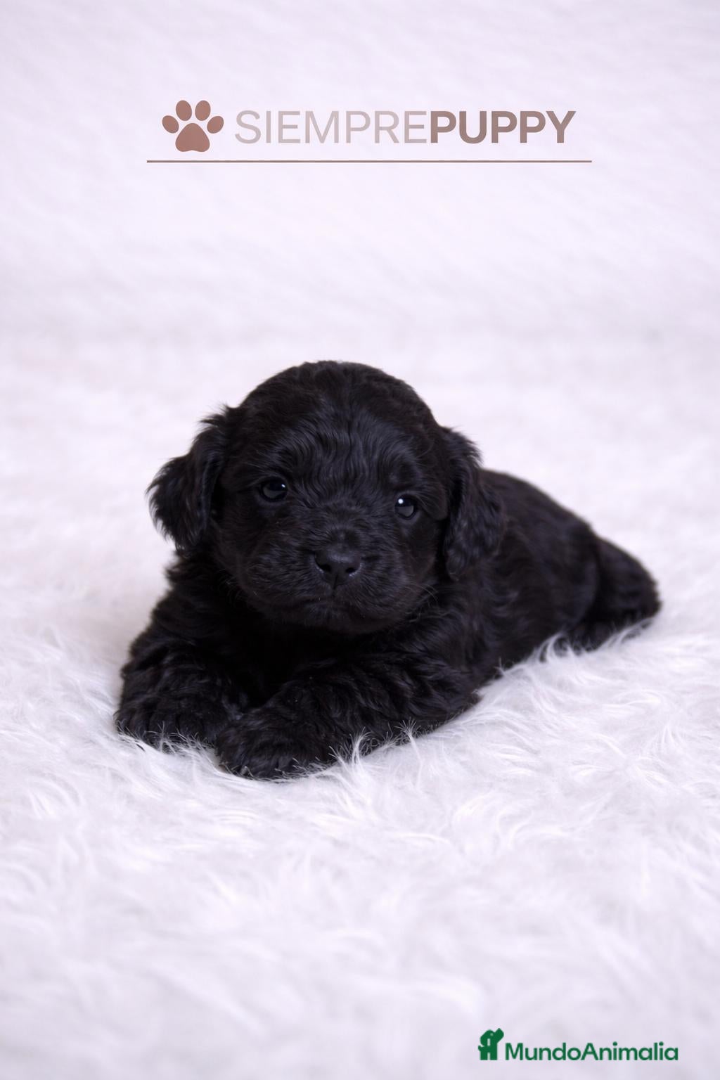 Cockapoo perros COCKAPOO - Anuncio 4