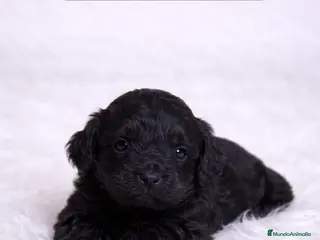 Cockapoo perros COCKAPOO - Anuncio 4