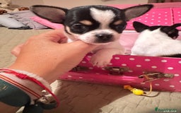 Chihuahua perros en venta: IMPRESIONANTES CHIHUAHUAS MINI TOYS - Imagen 1