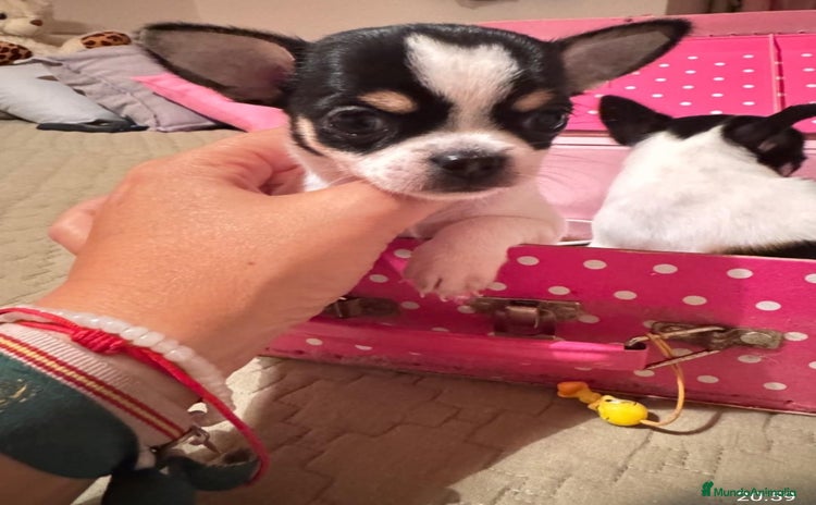 Chihuahua perros - Anuncio 1