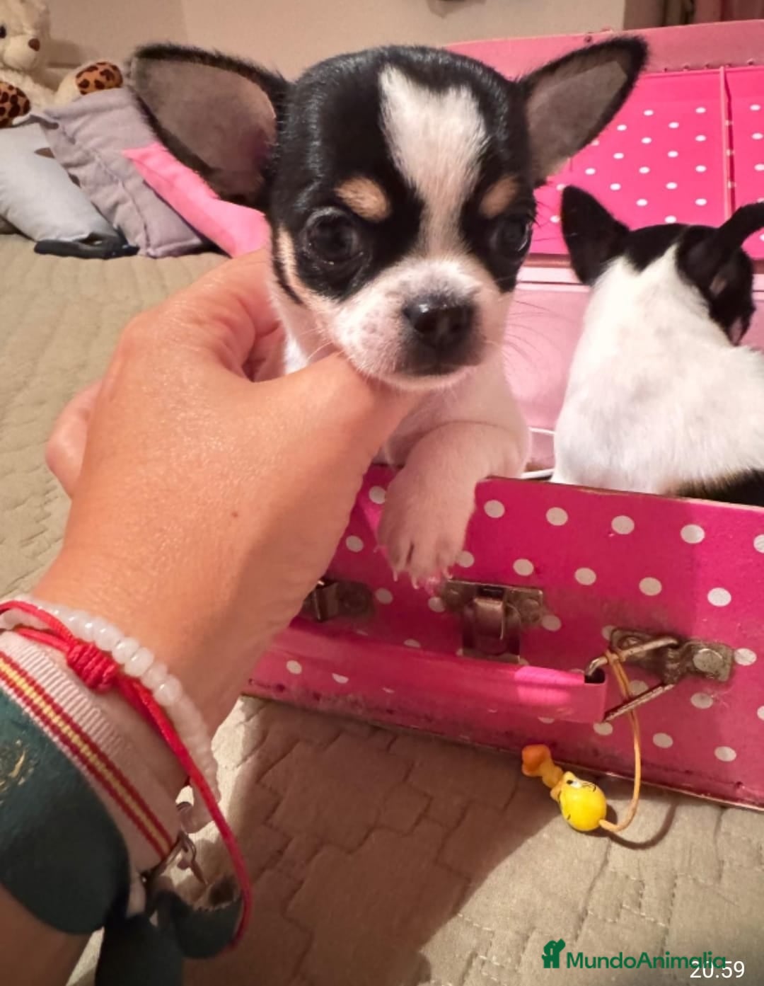 Chihuahua perros en venta: IMPRESIONANTES CHIHUAHUAS MINI TOYS - Imagen 1