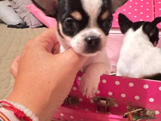 Chihuahua perros IMPRESIONANTES CHIHUAHUAS MINI TOYS - Anuncio 6